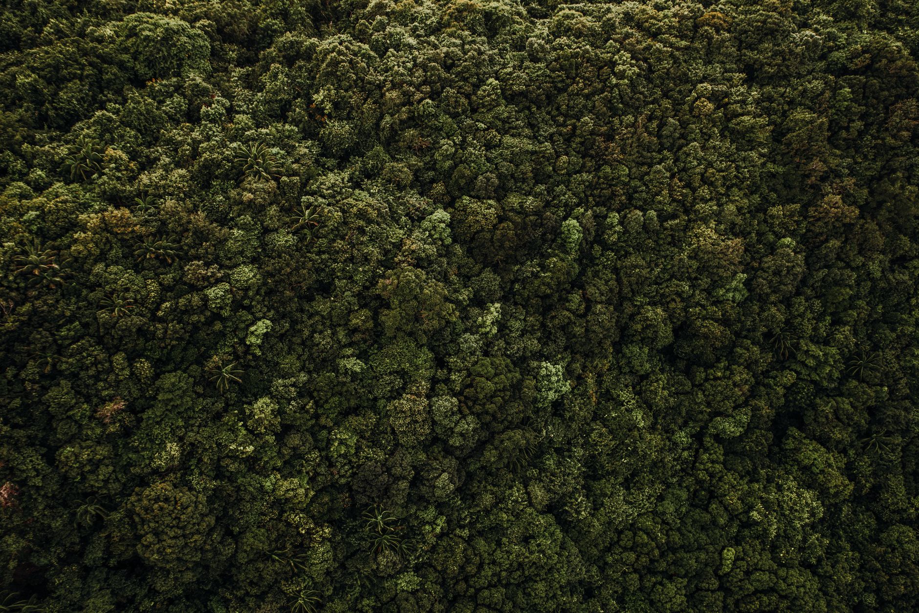 Aerial view of expansive forested landscape showing timber land coverage