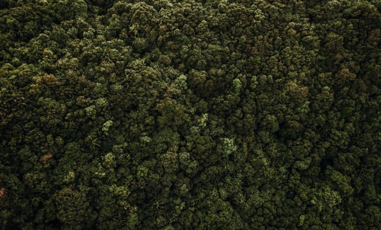 Aerial view of dense forest used in carbon offset and reforestation projects