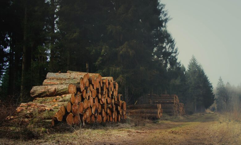 Tall timber trees in a managed forest ready for harvesting